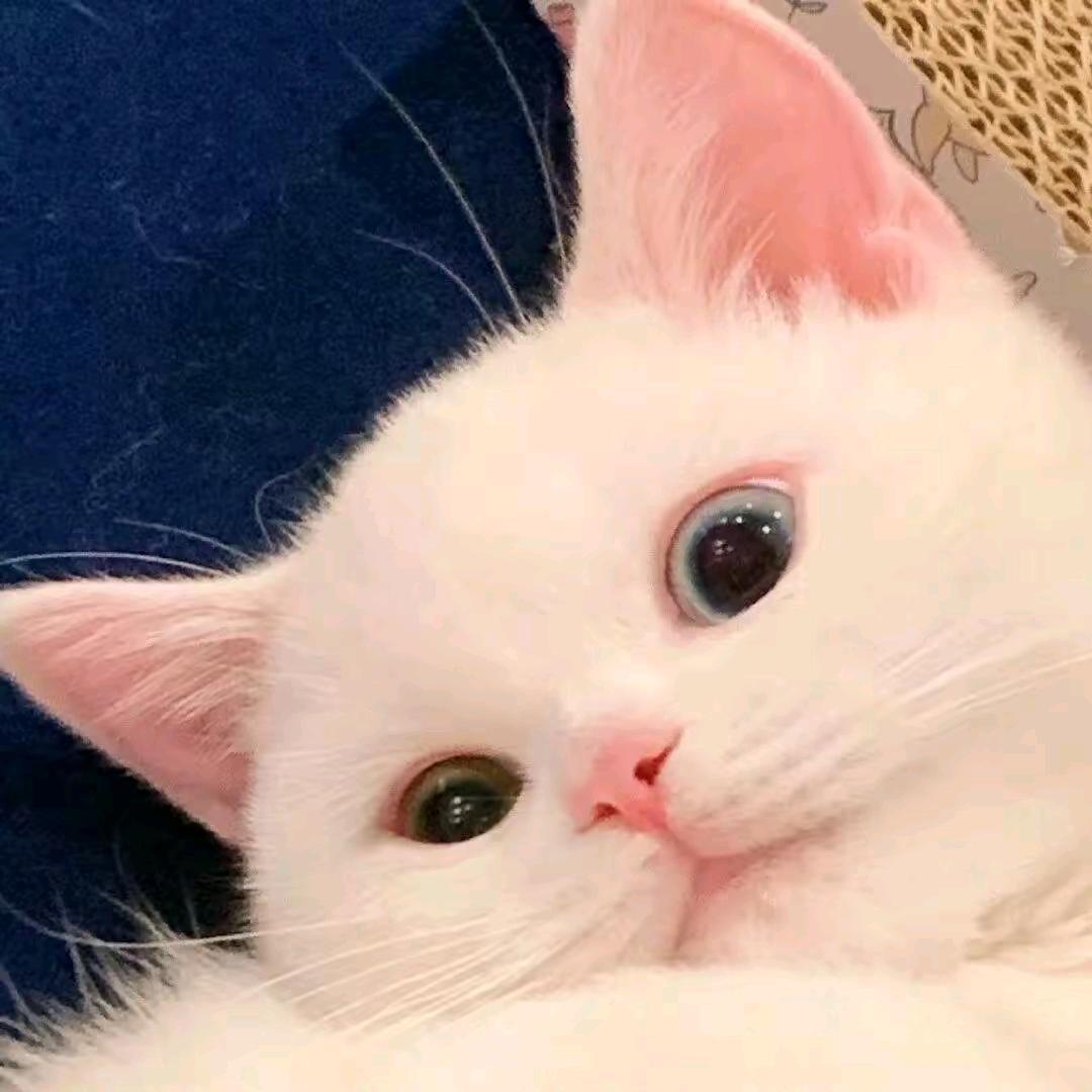 安尼
