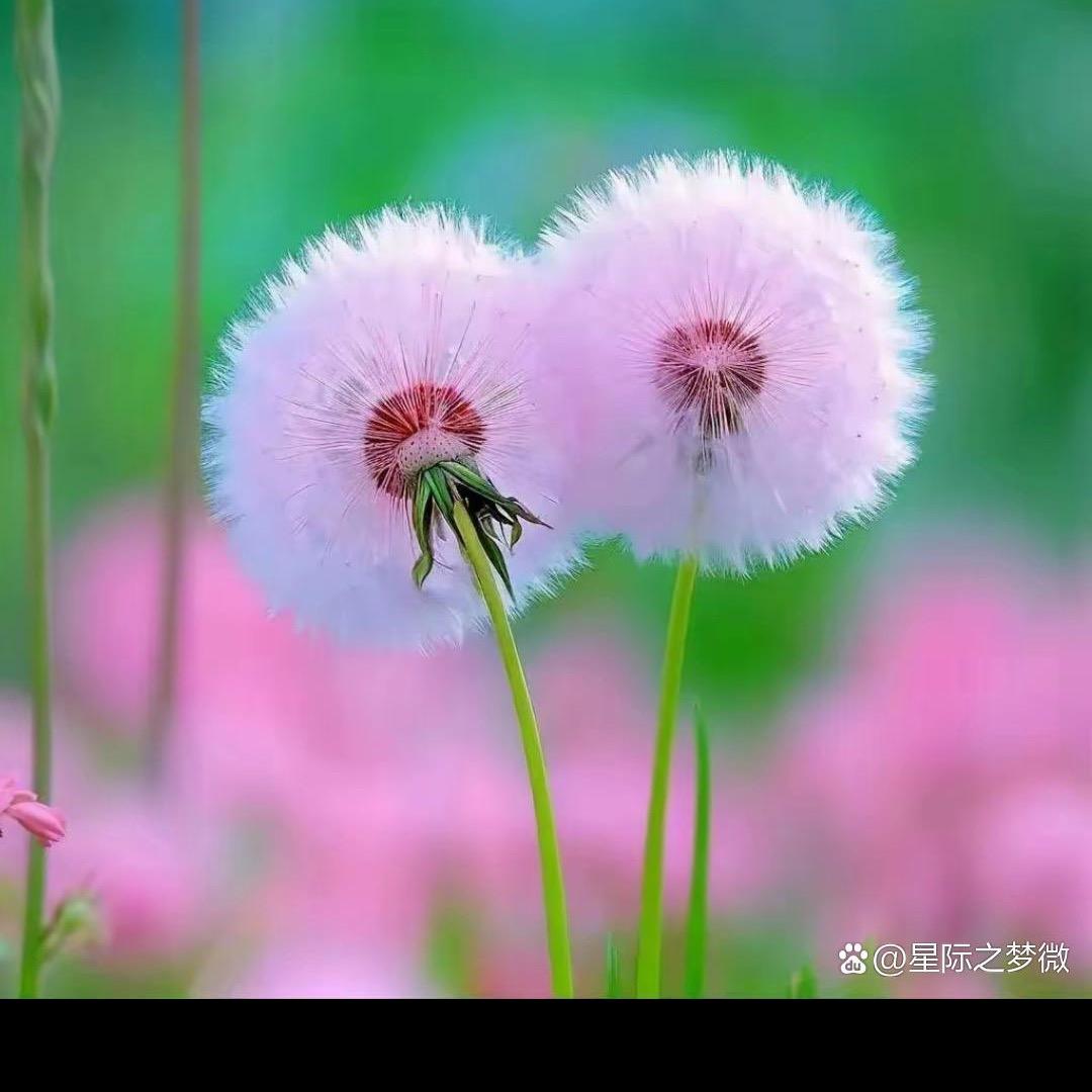 我单身.我骄傲。