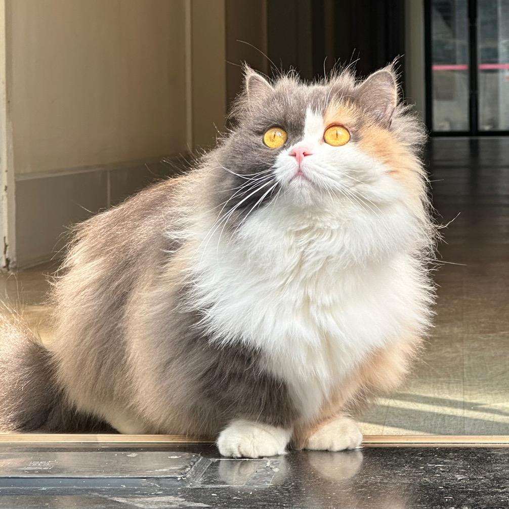 猫猫鳌拜