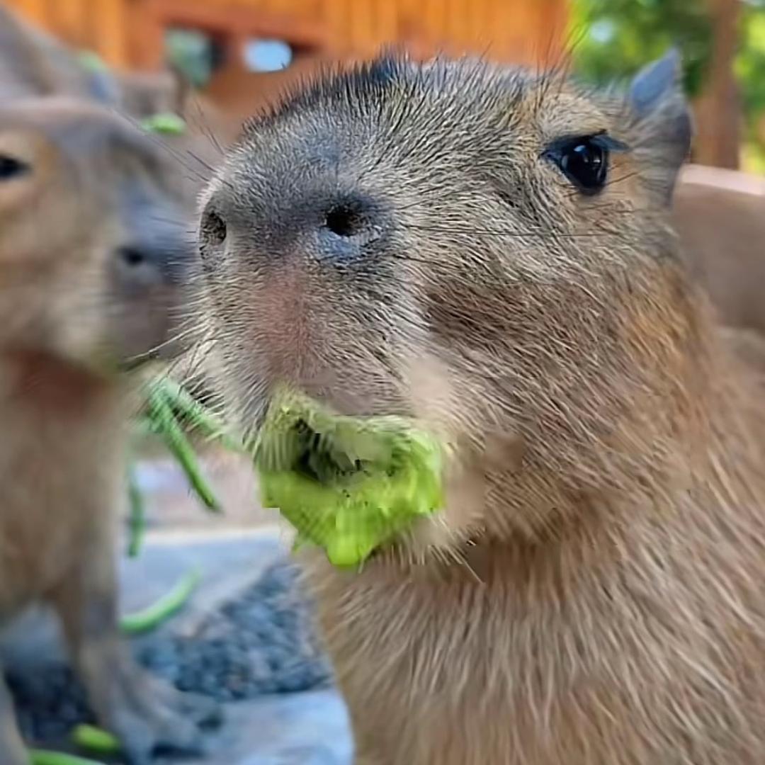 抡语传道者【互关互赞】