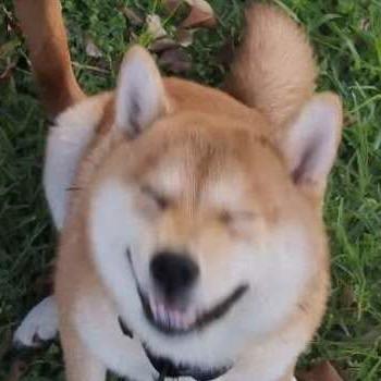 是香菜和四喜呀