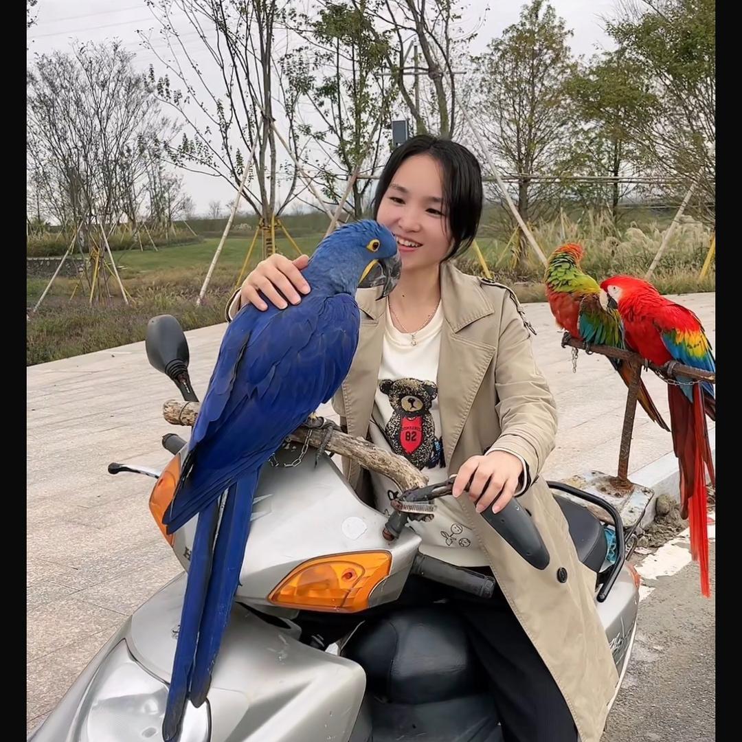 鹦鹉乐园
