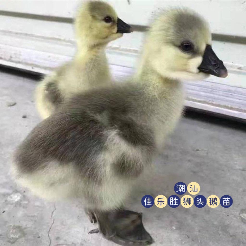 潮汕佳乐胜宠物店