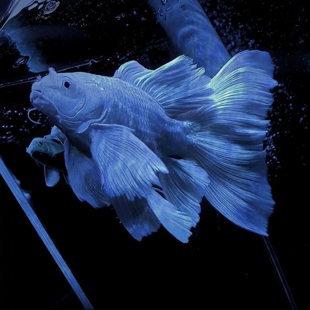 观鱼水族馆