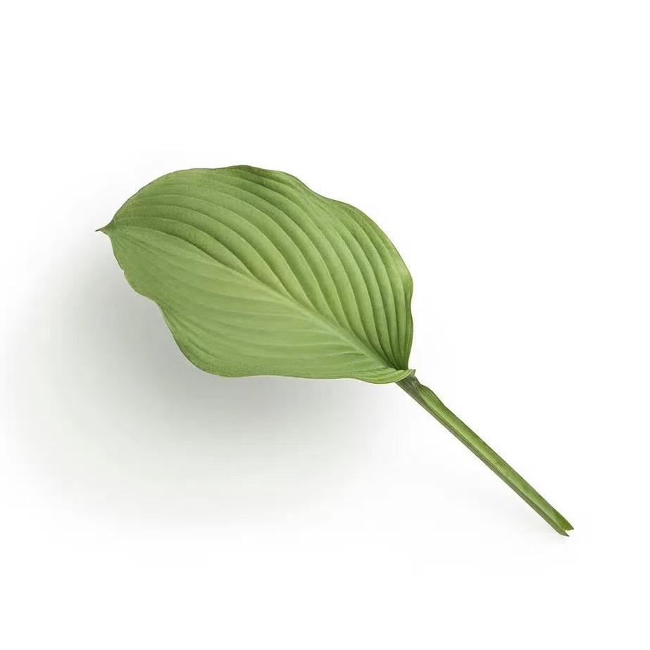 艾芙