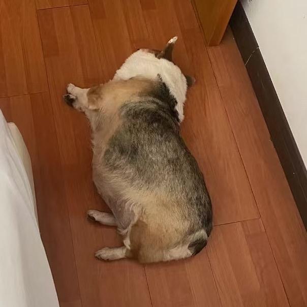 有只大猫叫悠米.