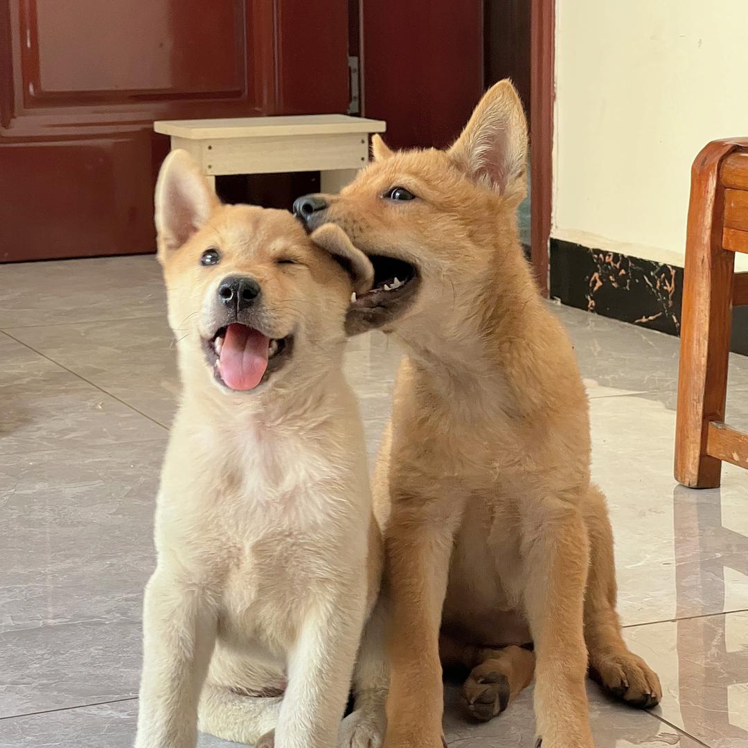 葫芦和花生是田园犬呀