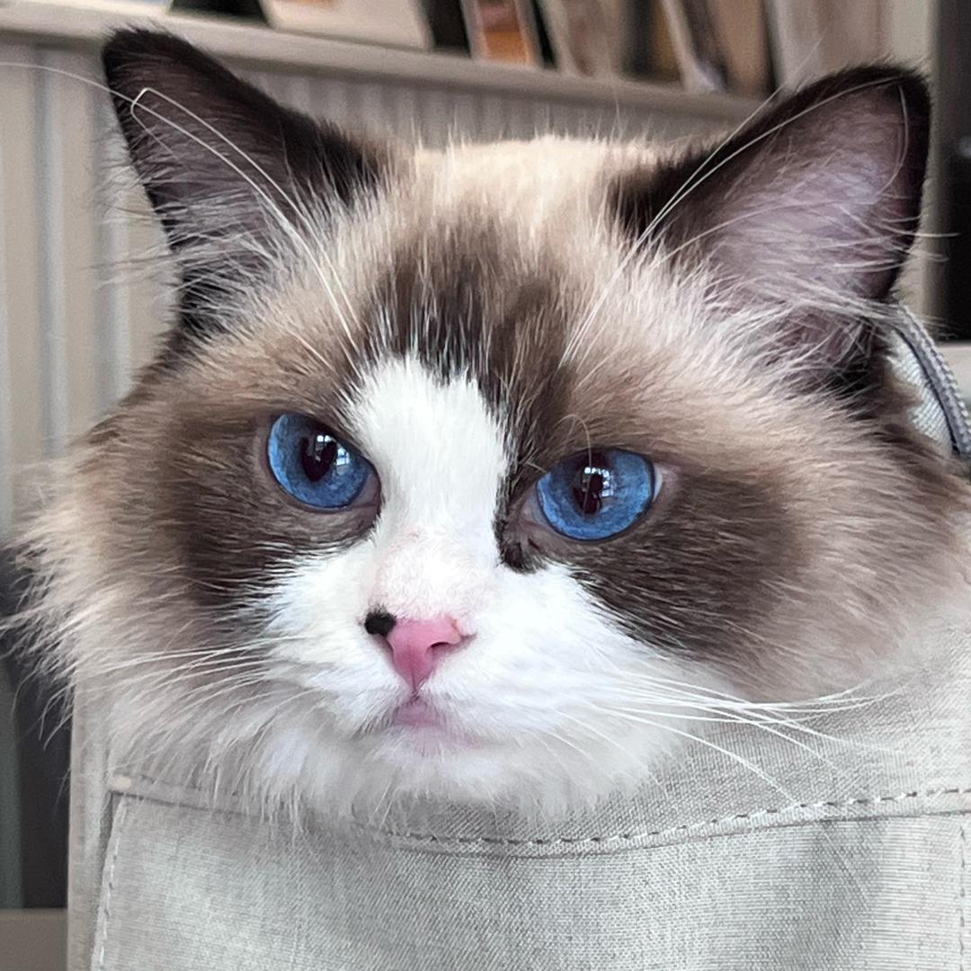 猫了个咪