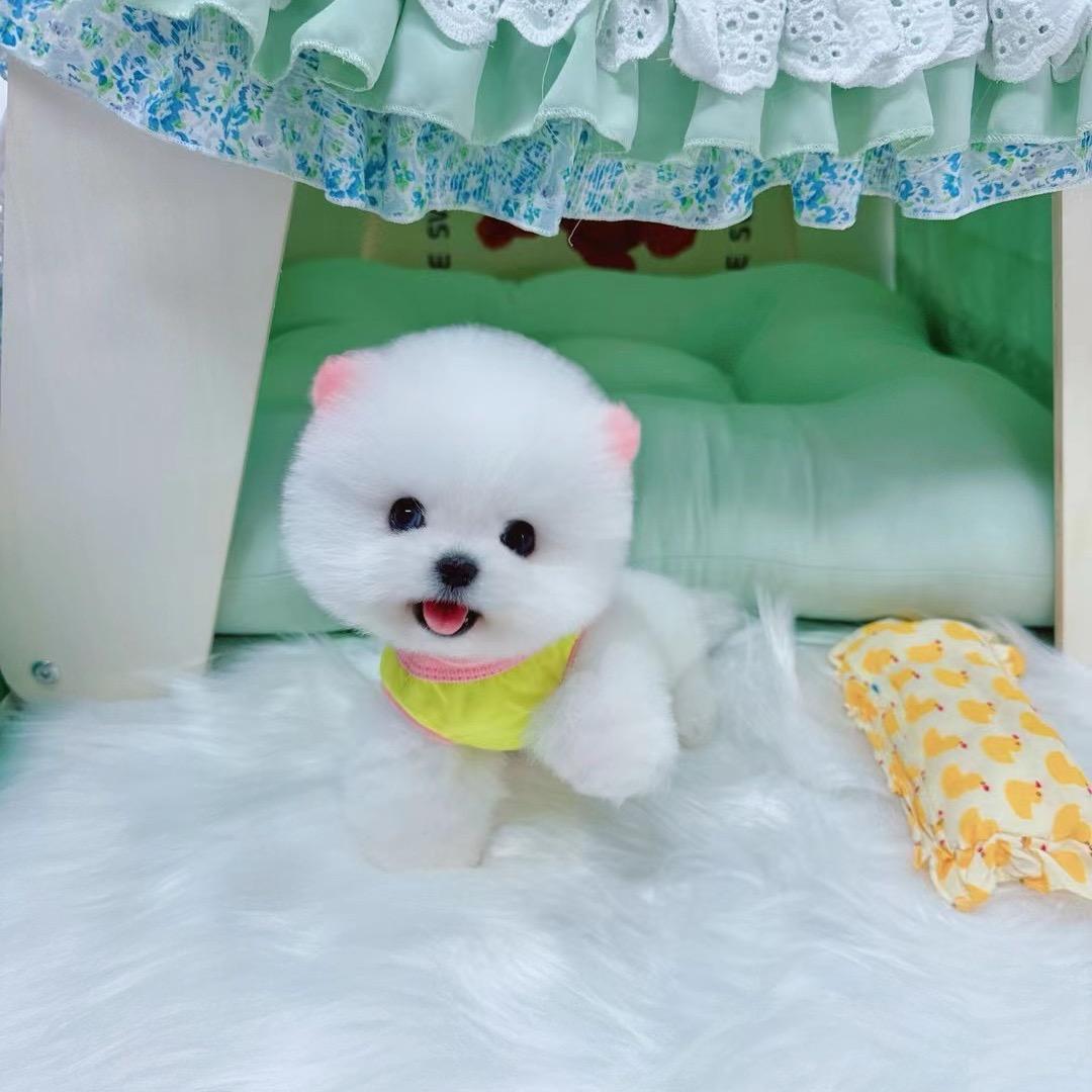 Umi家韩系比熊❤️博美