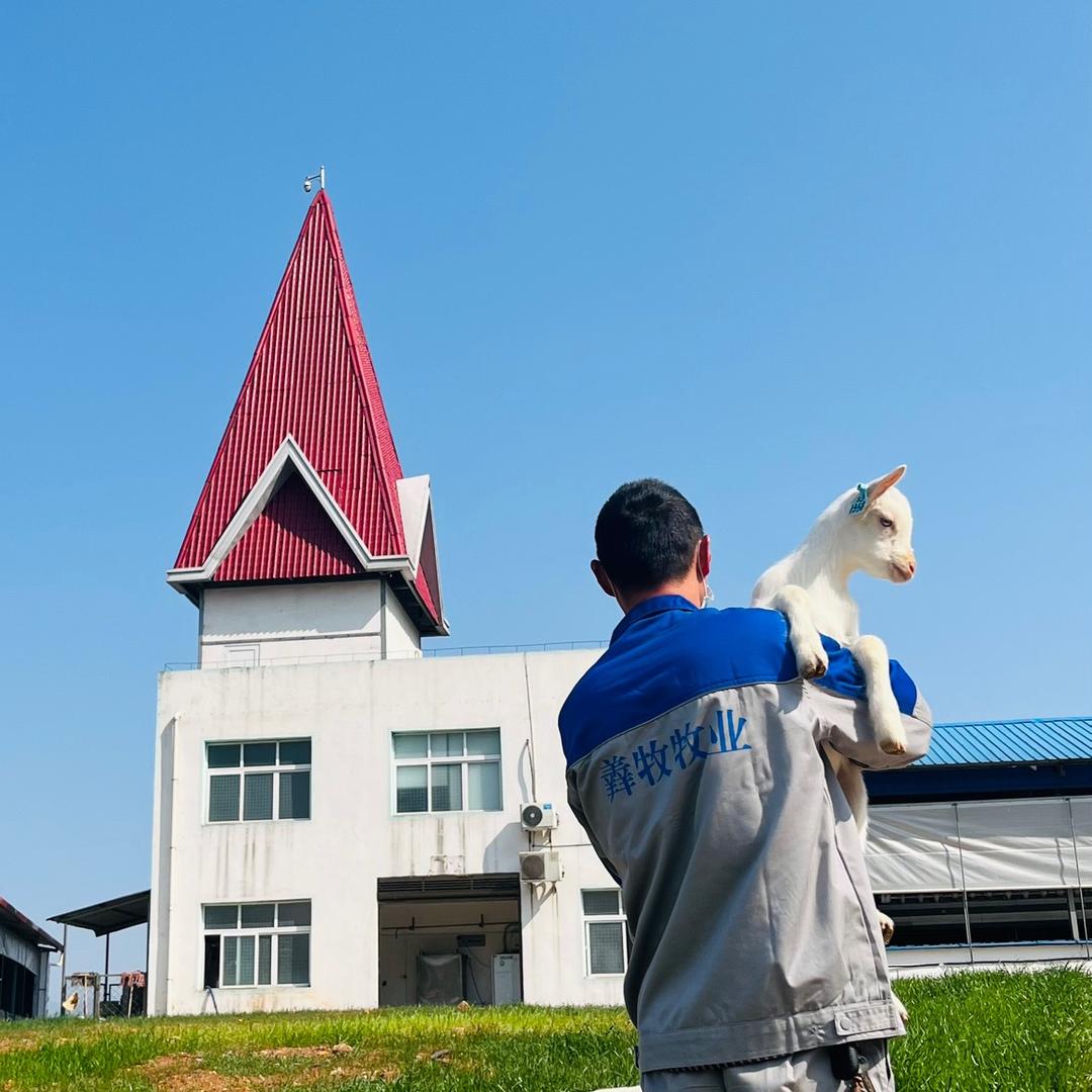 杨杨杨羊村生活7：10、18：00直播