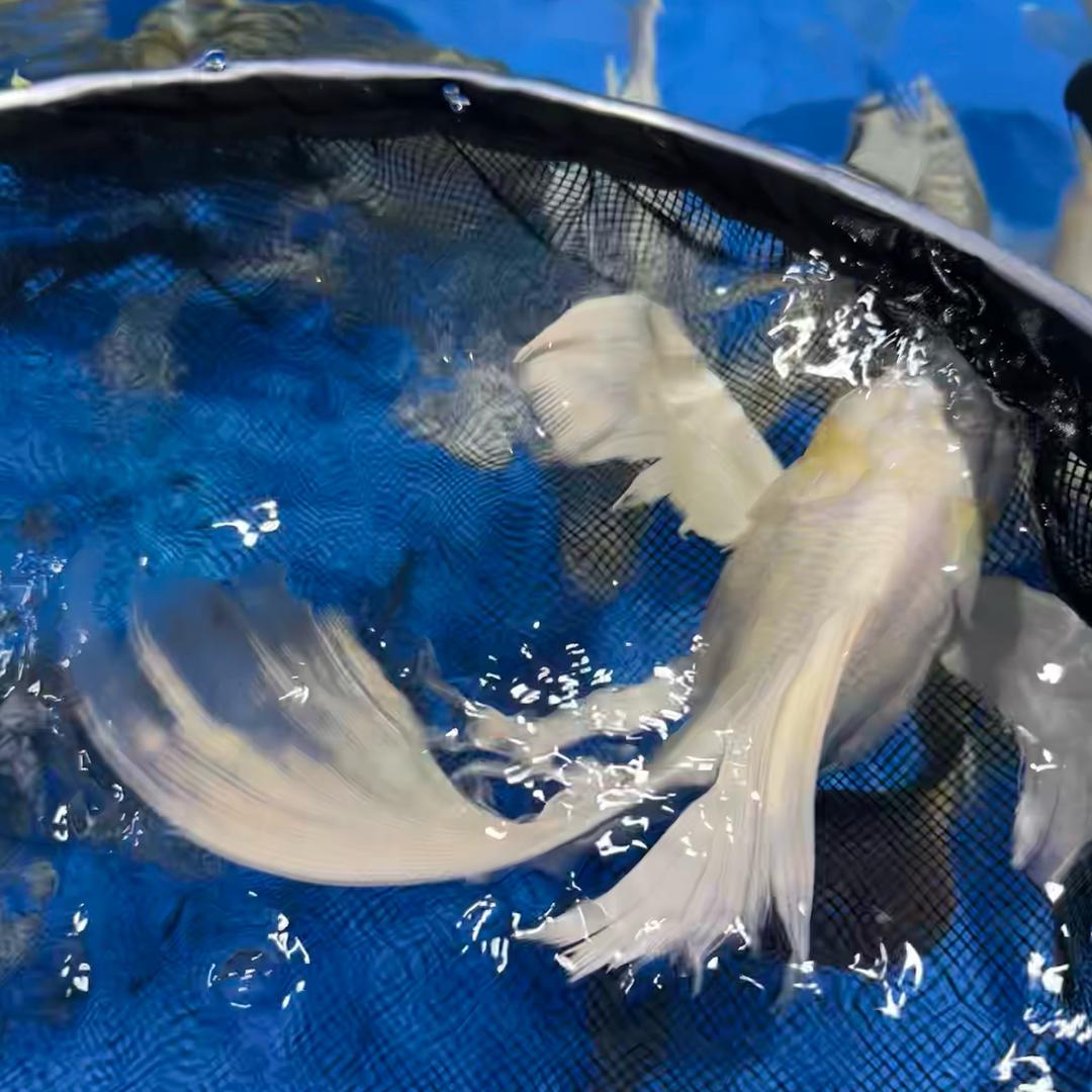 梦幻渔业优品小铺