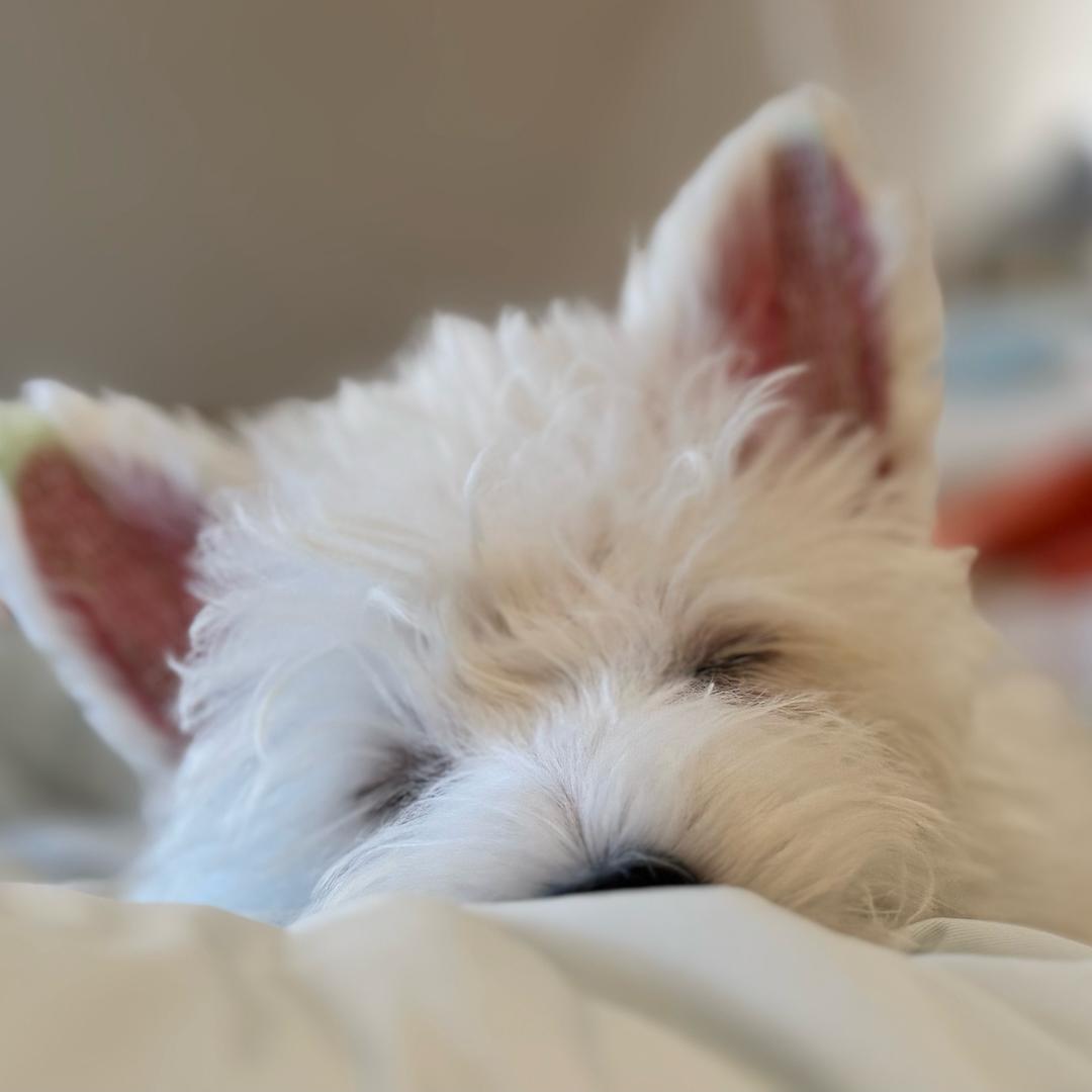 ovo晚晚