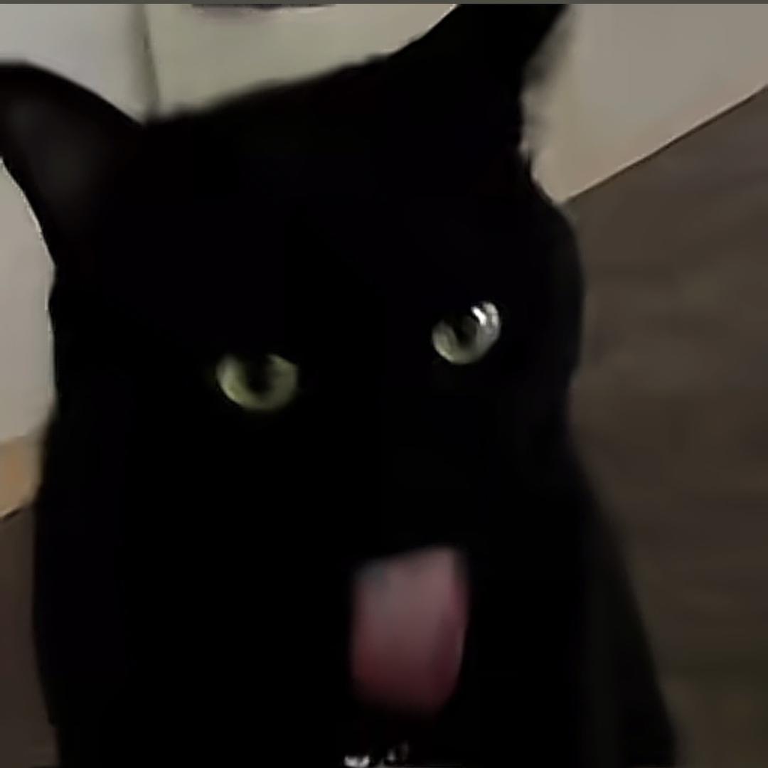 Black cat .