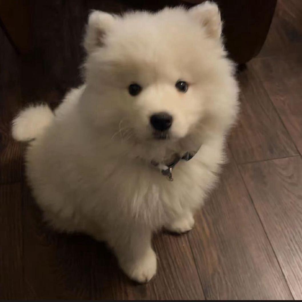 智力高于全体人类