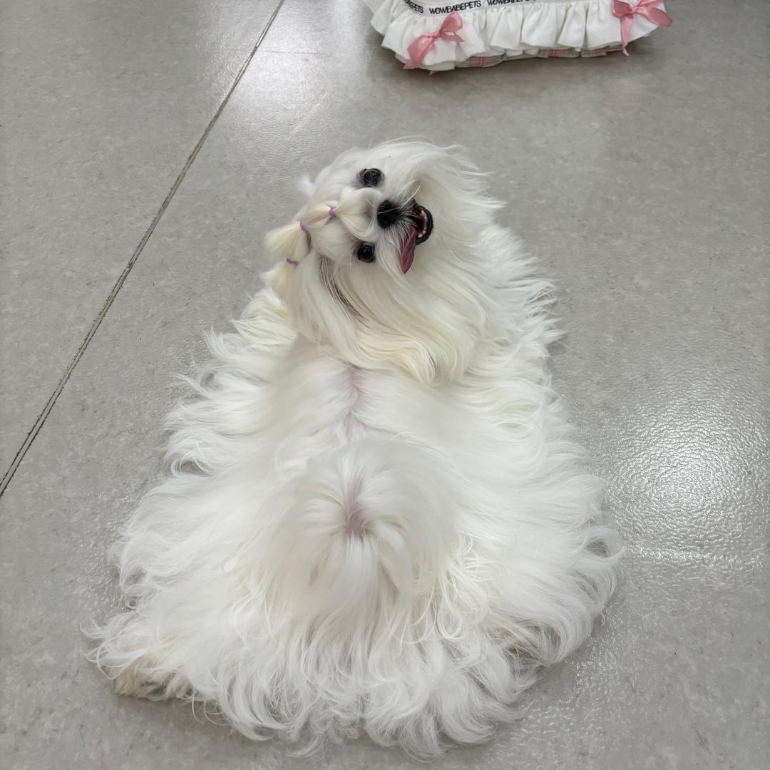 胡哥的马尔济斯