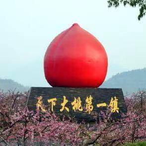 京平小陈大桃采摘园