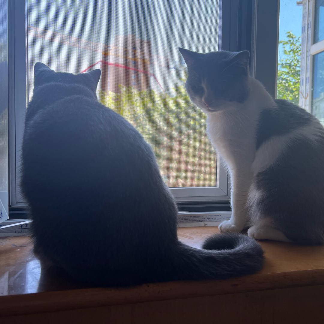 糖豆和招财日常