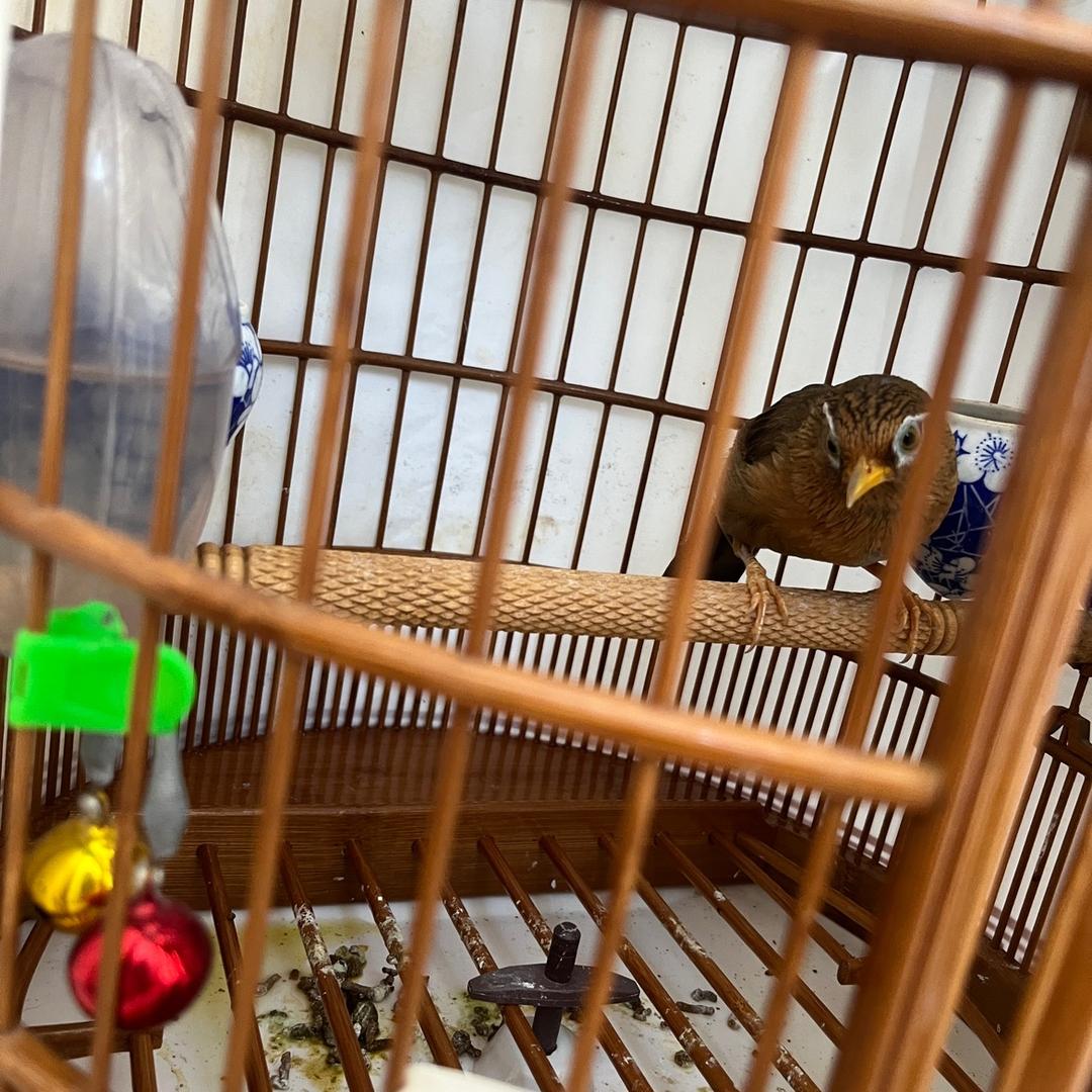 养鸟爱好者