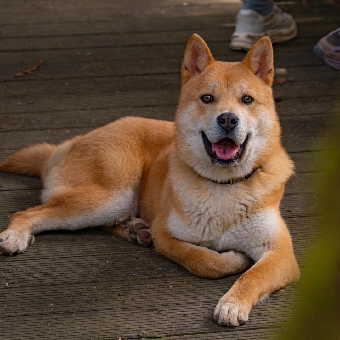 小汤田园犬