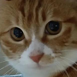 4070猫显卡堂堂复活(六只猫版)