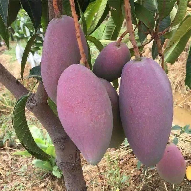 广西钦蜜百香果