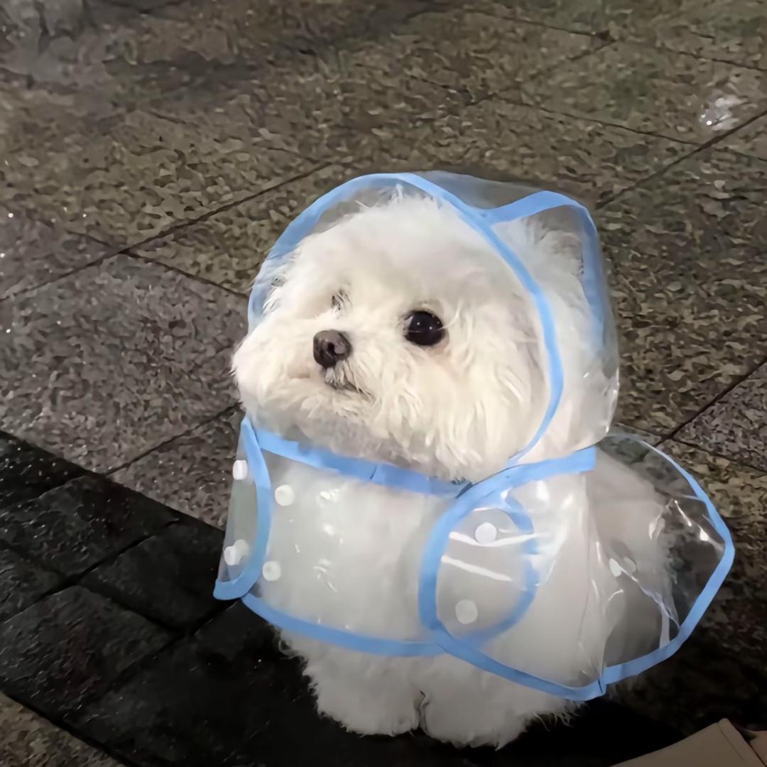 水果沙拉没有酸奶