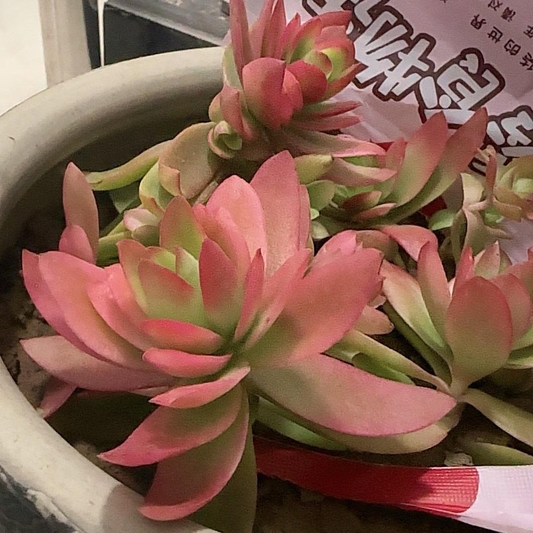 春暖花开（小号）