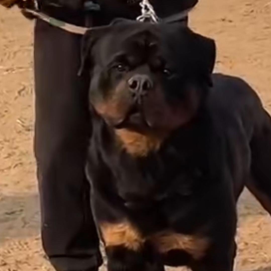 小汪猛犬🔥罗威纳