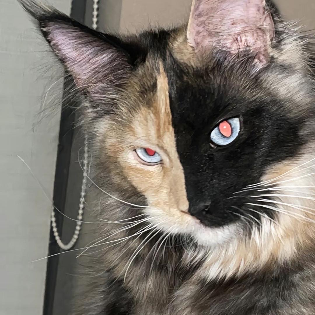 热成芒果干了TvT