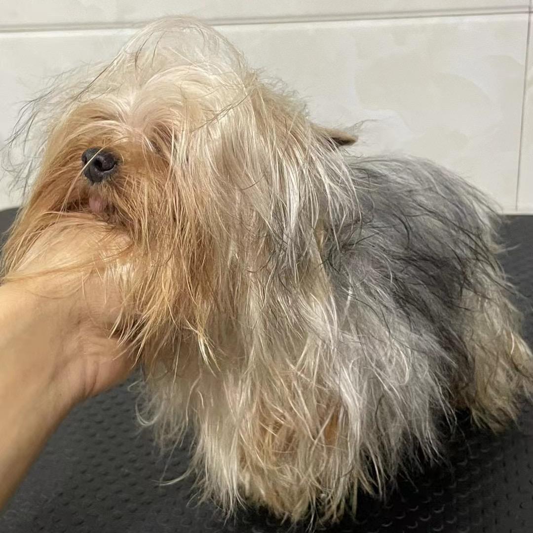 李小贱👉宠它吧