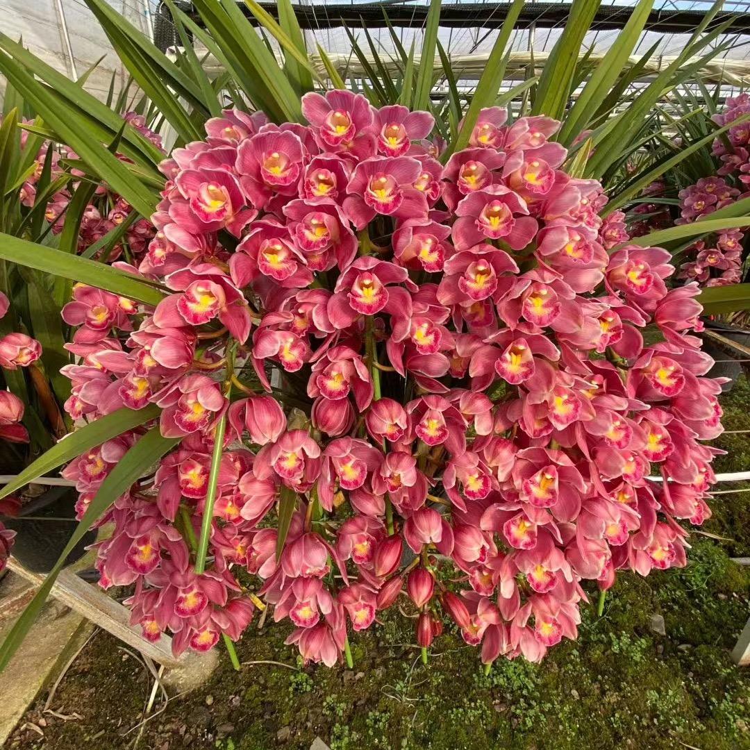 云南昆明凯晨花卉