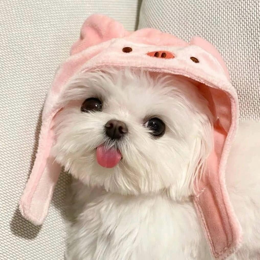 xHan