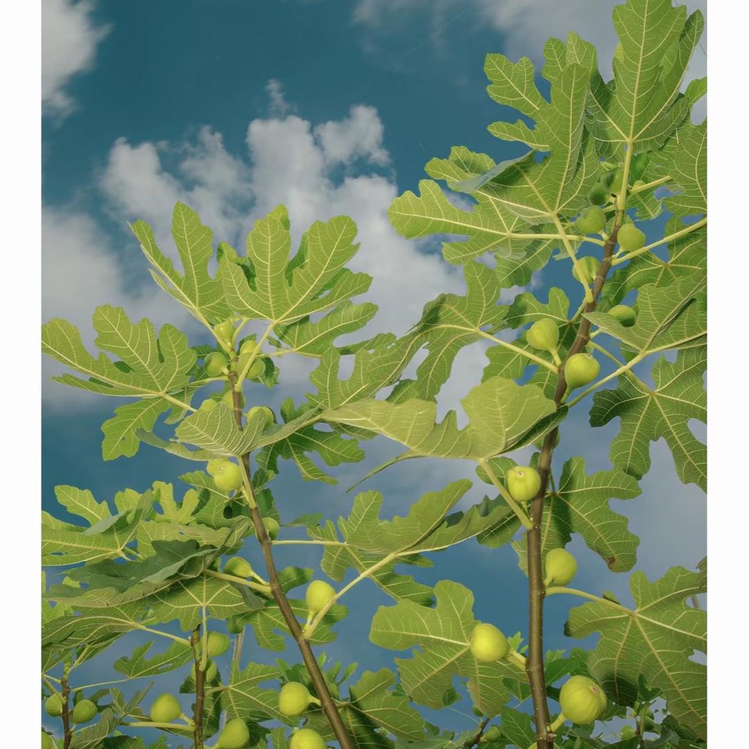 曼花卿聚清果树苗木专卖店