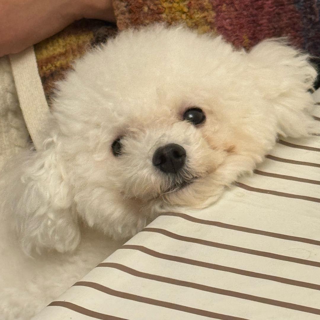 三月吖