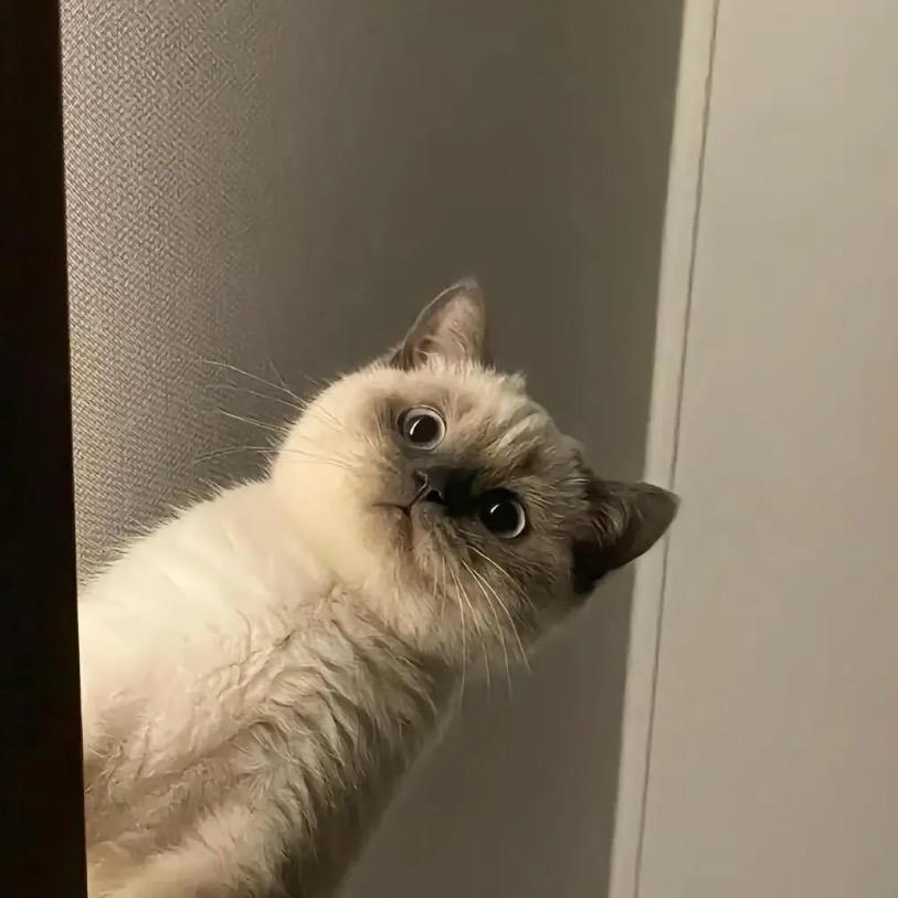 壳达鸭