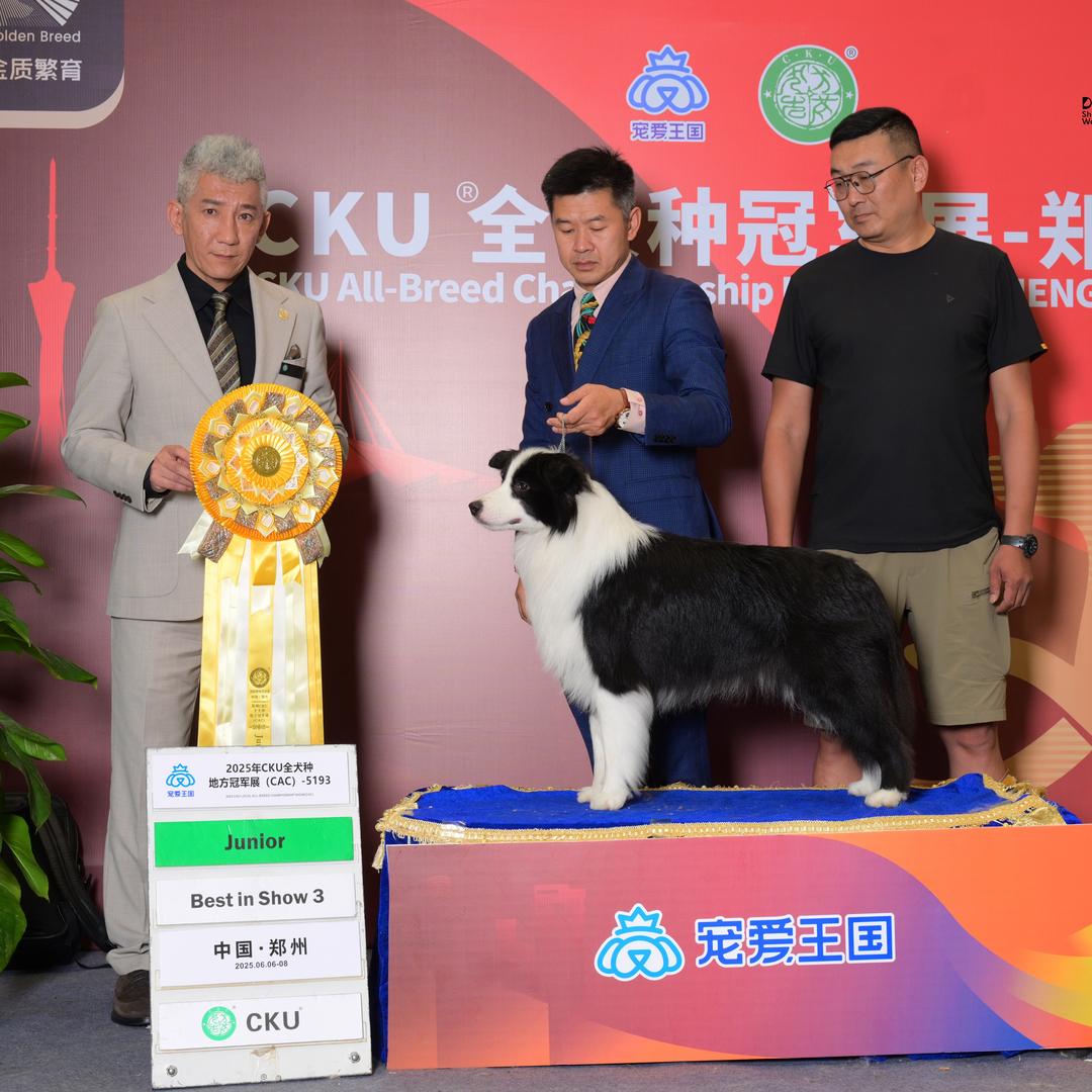 恩米边牧俱乐部