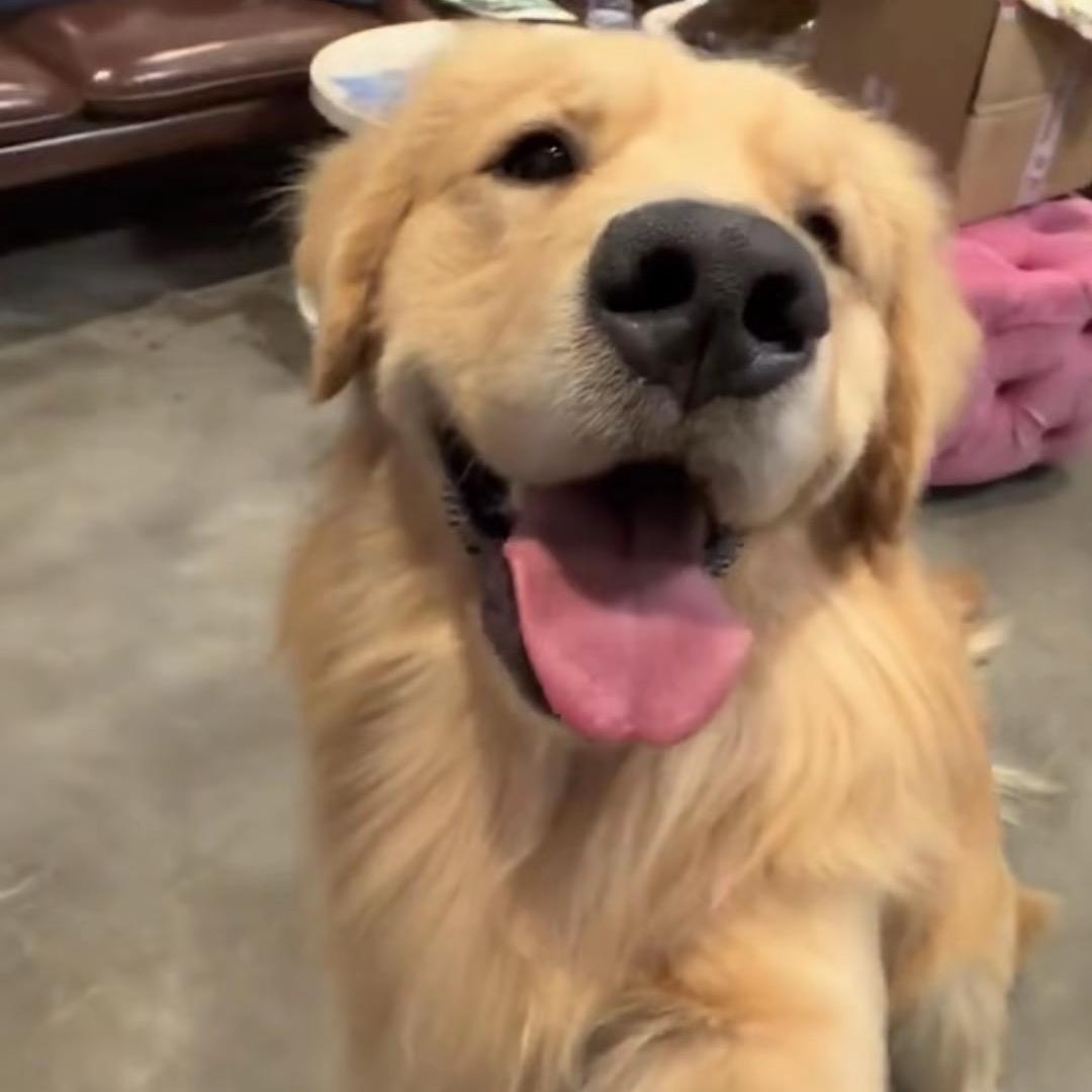 门头沟精锐收集者