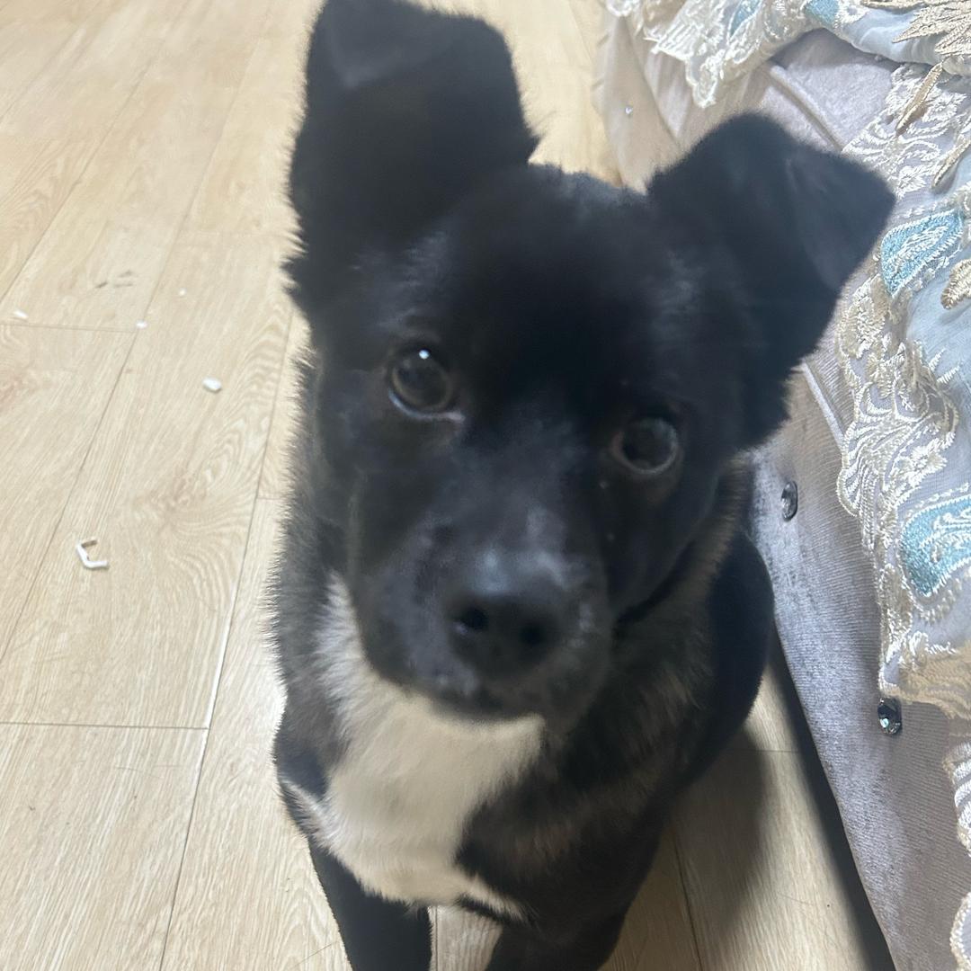 龅牙小狗