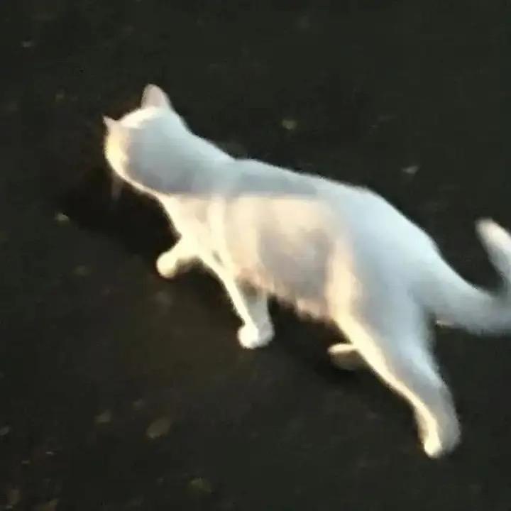 福星友友