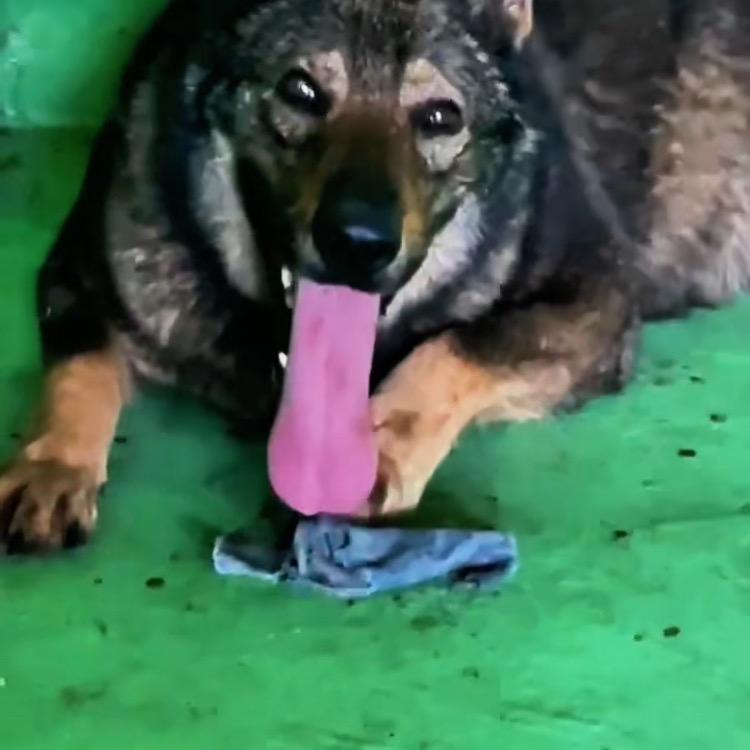 麒麟犬舍 生活馆