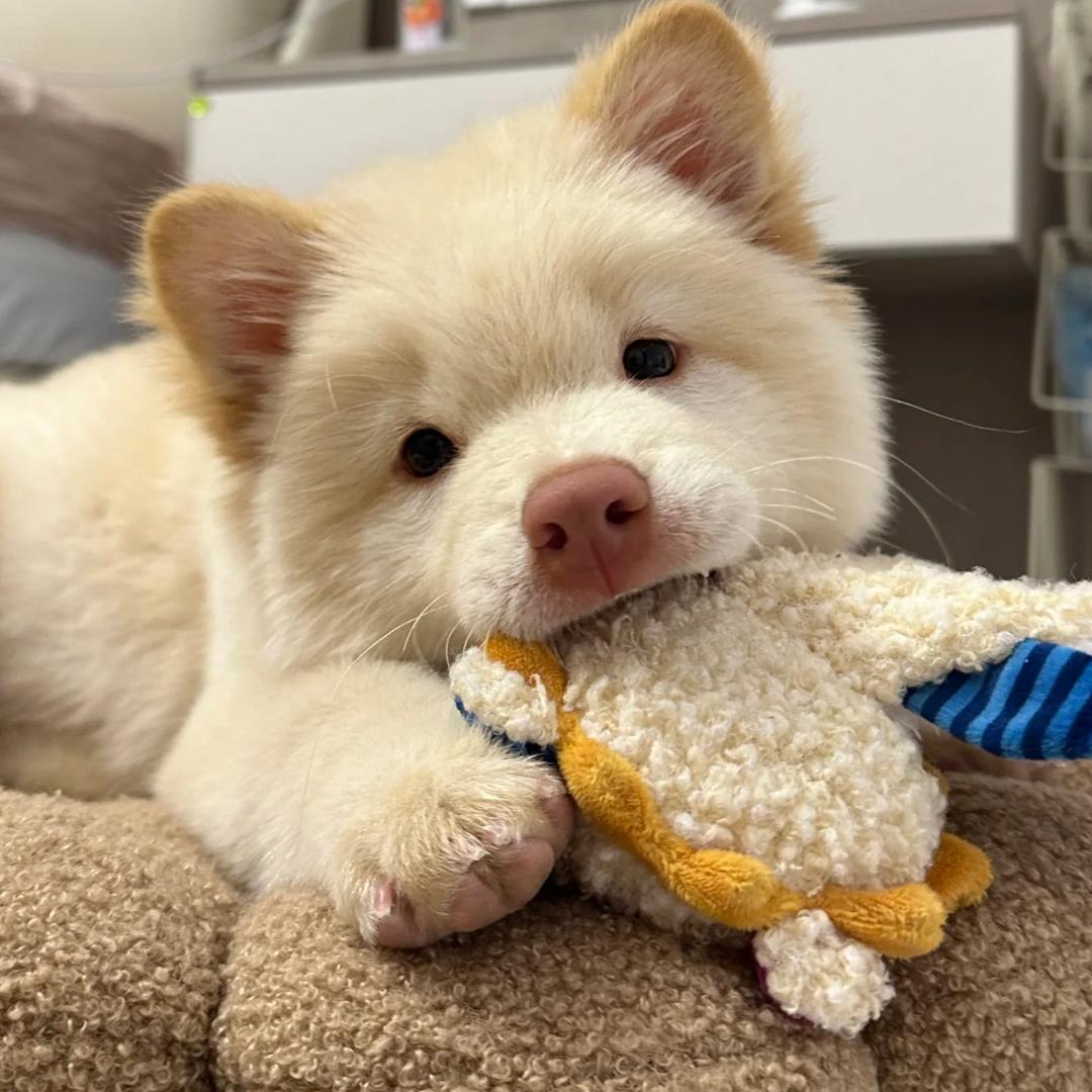 土松宝宝（买🐶私）
