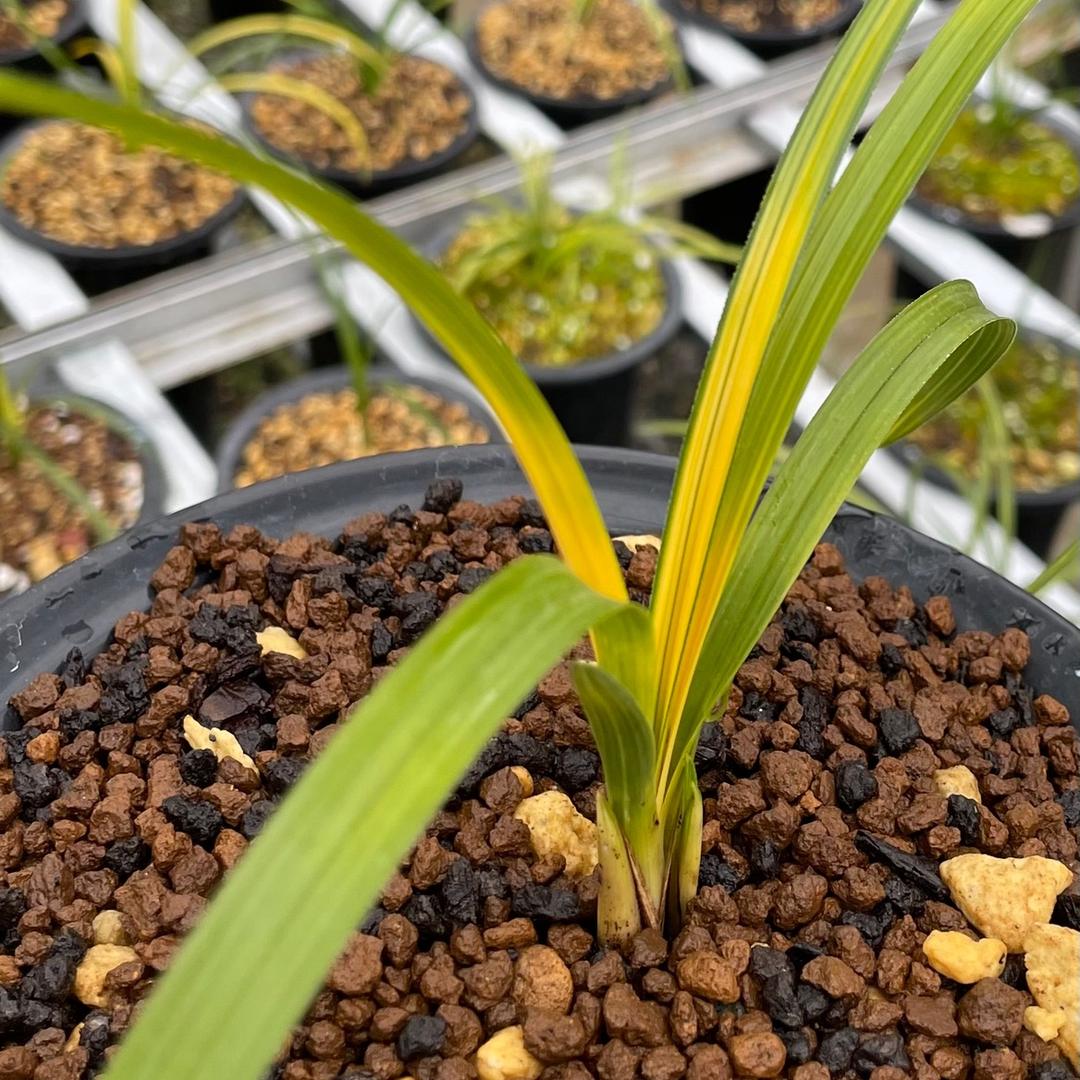 阳阳兰花