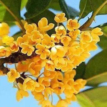 金多多桂花园