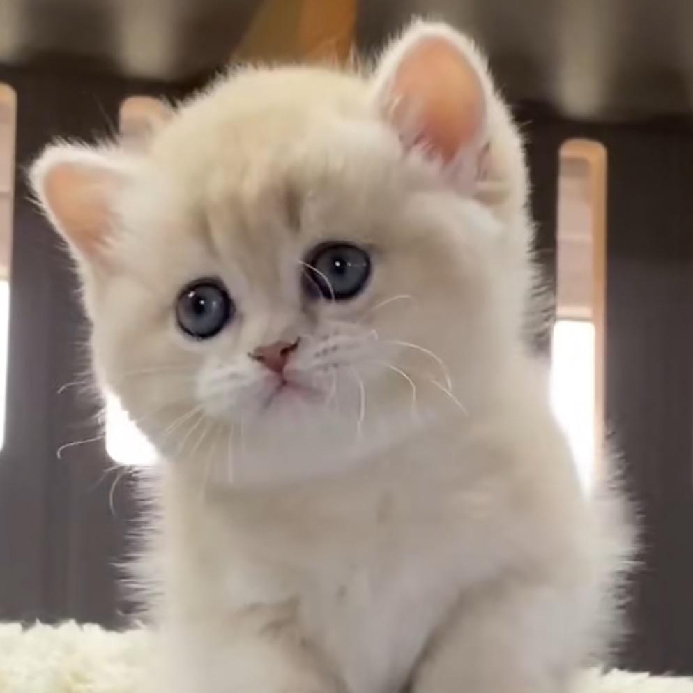 小“妮妮”🐱