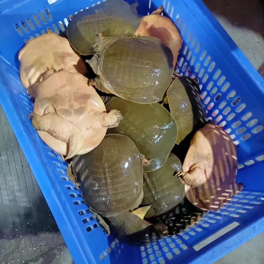 驰信甲鱼店优选甲鱼