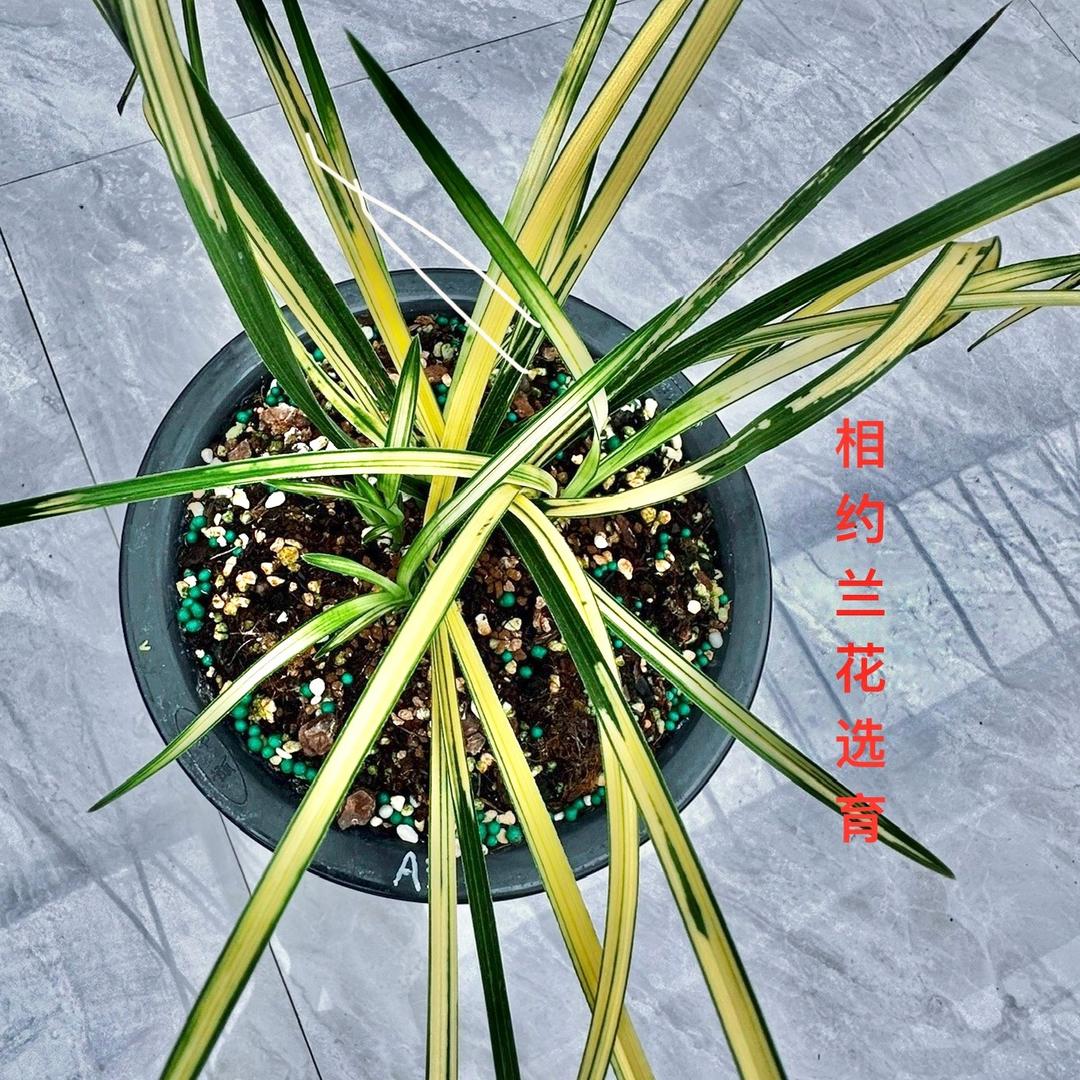 相约兰花