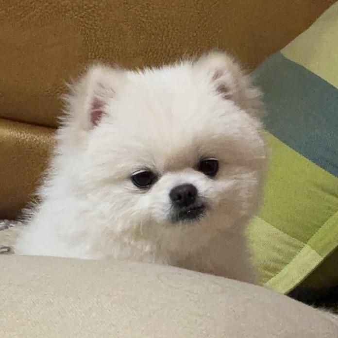 杨杨得意~房管家