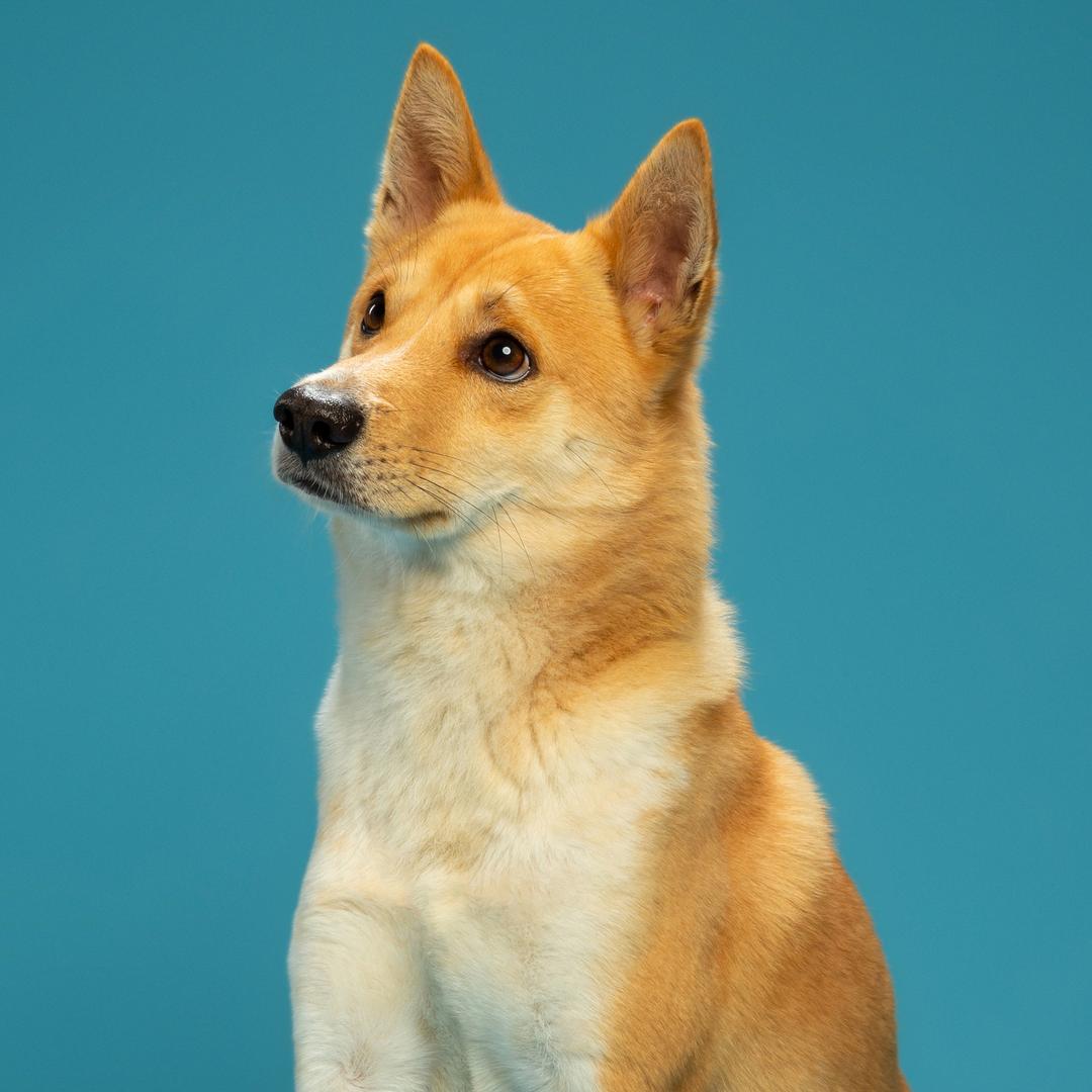 田园犬奶黄