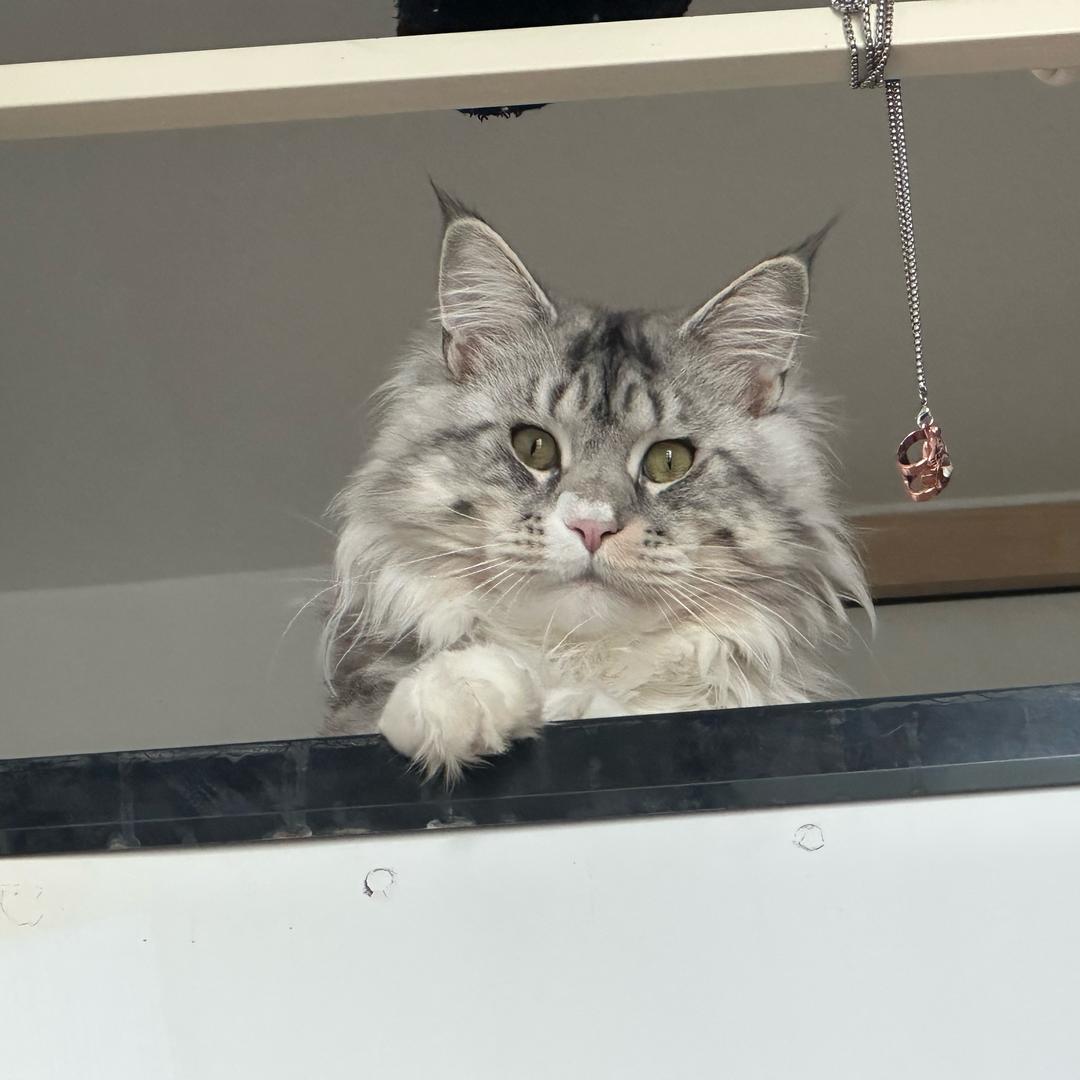 甜甜小猫🐈鹿