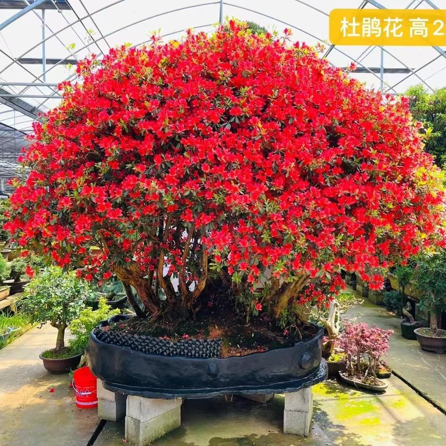 胡胡盆景苗木场